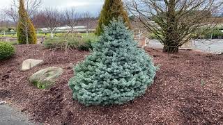 Picea pungens Zafiro Dwarf Colorado Blue Spruce January 31 2020 [upl. by Margaretha240]