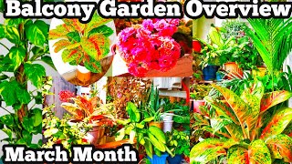 Small Balcony Garden Tour  Balcony Garden  Small Balcony Garden Ideas [upl. by Charlton129]