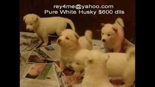 PURE WHITE SIBERIAN HUSKY PUPPY BLUE EYES FOR SALE IN SAN DIEGO [upl. by Aphrodite202]