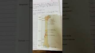 Structure of long bone [upl. by Zackariah]