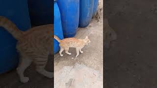 Oru orutha 😺pera solunga panni😂 pandaram cat funny reel 😂 [upl. by Diandra378]