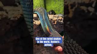 One of the rarest snakes in the world Boelens pythonis shedding his skin🐍🌈 shorts shortvideo [upl. by Prochoras]