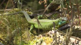 Westliche Smaragdeidechse Lacerta bilineata Moseltal bei Cochem [upl. by Gusty728]