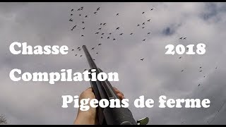 Destruction pigeons de ferme [upl. by Oderfodog]