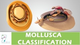 MOLLUSCA CLASSIFICATION [upl. by Jaymee]