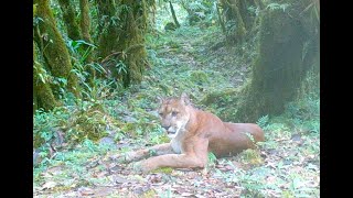 Puma pursues Highland Tinamou and takes a nap in front of camera [upl. by Ocihc]