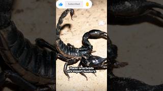 the venomous Scorpion facts animals wildlife wildanimals scorpion venom sting jesworld wild [upl. by Giesecke]