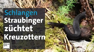 Giftige Leidenschaft Straubinger hält 40 Kreuzottern im Garten  Abendschau  BR24 [upl. by Kecaj]