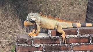 Iguana Lizards On The Wall  Melaque Jalisco Mexico [upl. by Ahtan]