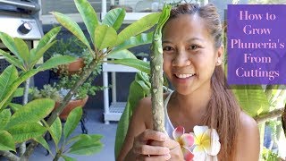 How to Grow PLUMERIAS from cuttings 🌺🌸  A girl with a garden [upl. by Anele]