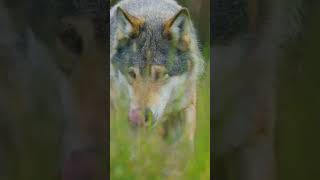 🐺¿Conocías ESTE HERMOSO GESTO de los LOBOS 💖 shorts lobo curiosidades [upl. by Namad931]