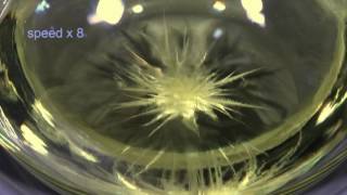 Crystallisation of Monoclinic Sulfur from Solution [upl. by Lavinia]