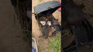 Possum surprise possums pestcontrol southerncalifornia [upl. by Adnamar268]