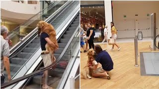 Carrying Dog Up Escalator [upl. by Mathi949]