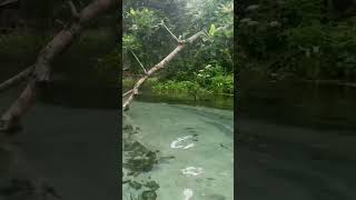 Anhinga is hunting fish underwater [upl. by Alym]