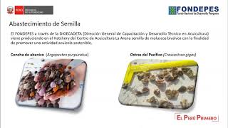 Produccion de Semilla de Moluscos Bivalvos en un Hatchery [upl. by Lakin]