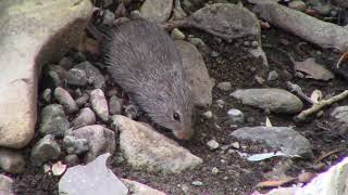 Truly adorable yellownosed cotton rat is surprised by something in the creek [upl. by Maribel87]