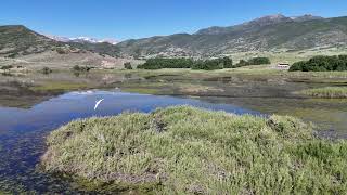 Flying with a Pelican Over Deer Creek Reservoir UT [upl. by Llednor]