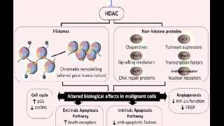 Histone deacetylases and histone deacetylase inhibitors  Video abstract 29965 [upl. by Arlon]