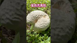 中午吃飯遇見大野菇紫色禿馬勃馬勃Calvatia lilacs [upl. by Spanos853]