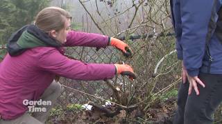 Pruning Climbing Roses [upl. by Sivert662]