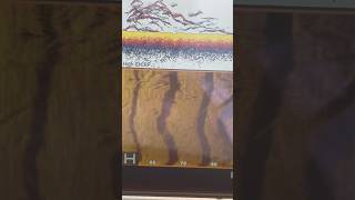 Lowrance HDS12 Live Side Scan View of Fishes fishing fish lowrancefishing [upl. by Heng]