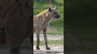 Hyena Sounds [upl. by Akema582]