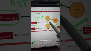 Platelet Adhesion and Aggregation inicet [upl. by Clementius]