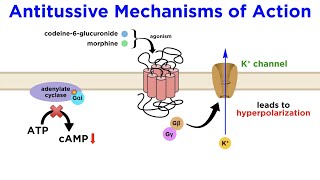 Antitussives Halting the Coughing Reflex Codeine Dextromethorphan Tessalon [upl. by Ilona]