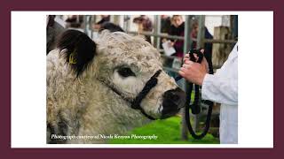 Show amp Sale of Belted amp White Galloway [upl. by Ssej]