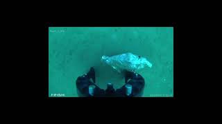 🇮🇹🌊🚀Drone Subacqueo🚀🌊🇮🇹 fifishvevo drone mare esplorazione sea qysea subacquea [upl. by Aldora]