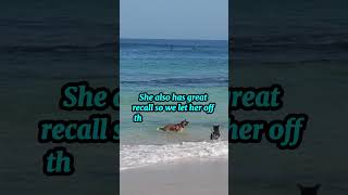 My Puppy Ate a Jellyfish Beach Day Disaster [upl. by Conal]