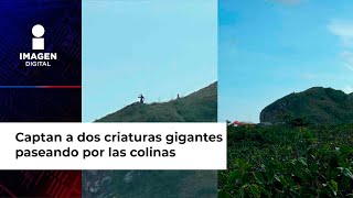 Captan a dos criaturas gigantes paseando por las colinas [upl. by Kursh]