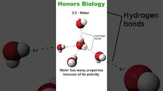 Honors Bio  22 Properties of Water biology biochemistry [upl. by Yslehc]