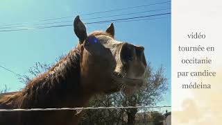 LE CHEVAL qui HENNIT🐎 LE CRI du CHEVAL🐴spécial JUMENTS [upl. by Yerga]