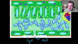 Plant evolutionary history part 1 of 2 [upl. by Musihc]