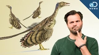 How Did Dinosaurs Evolve Into Birds [upl. by Tisbee554]