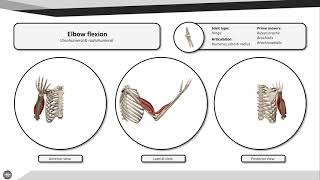 Elbow flexion [upl. by Eidroj]