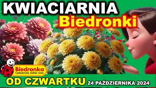 𝐁𝐈𝐄𝐃𝐑𝐎𝐍𝐊𝐀 🐞 Oferta Jesiennych Kwiatów w Promocji od Czwartku 24102024 [upl. by Gard997]