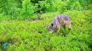 Firstever footage of wolves eating blueberries in Northern Minnesota [upl. by Nosirrah217]