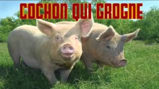 COCHON qui GROGNE CRI du COCHON  Verso del maiale  PIG sound [upl. by Spaulding946]