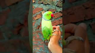 dog parrot petparrotstv animaldog shortvideo birds parrotchannel funny funnypetschannel [upl. by Swagerty677]