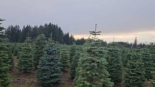 Christmas tree farm part 2 [upl. by Liahus]