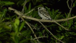 collared scops owl calling [upl. by Olleina]