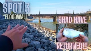 TOP 3 Land Based SHAD Fishing Spots in RICHMOND VA My 1st Hickory Shad of 2024 [upl. by Beltran]