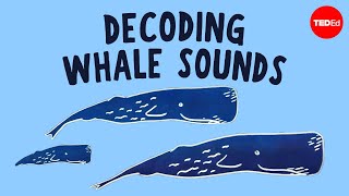 How does whale communication work  David Gruber and Shane Gero [upl. by Lemuel]