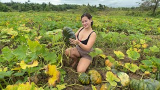 Isang Truck na Kalabasa ang Harvest ko Balik Bohol na ulit [upl. by Ailahs]