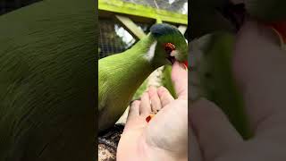 Tame white cheeked turaco bird  Green Tropical Bird  Pet bird bird birds [upl. by Htebharas698]