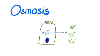 Osmosis Osmotic pressure and Osmolality [upl. by Jacquelin]