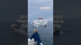 Whale breaches water and lands on boat in New Hampshire [upl. by Amargo47]